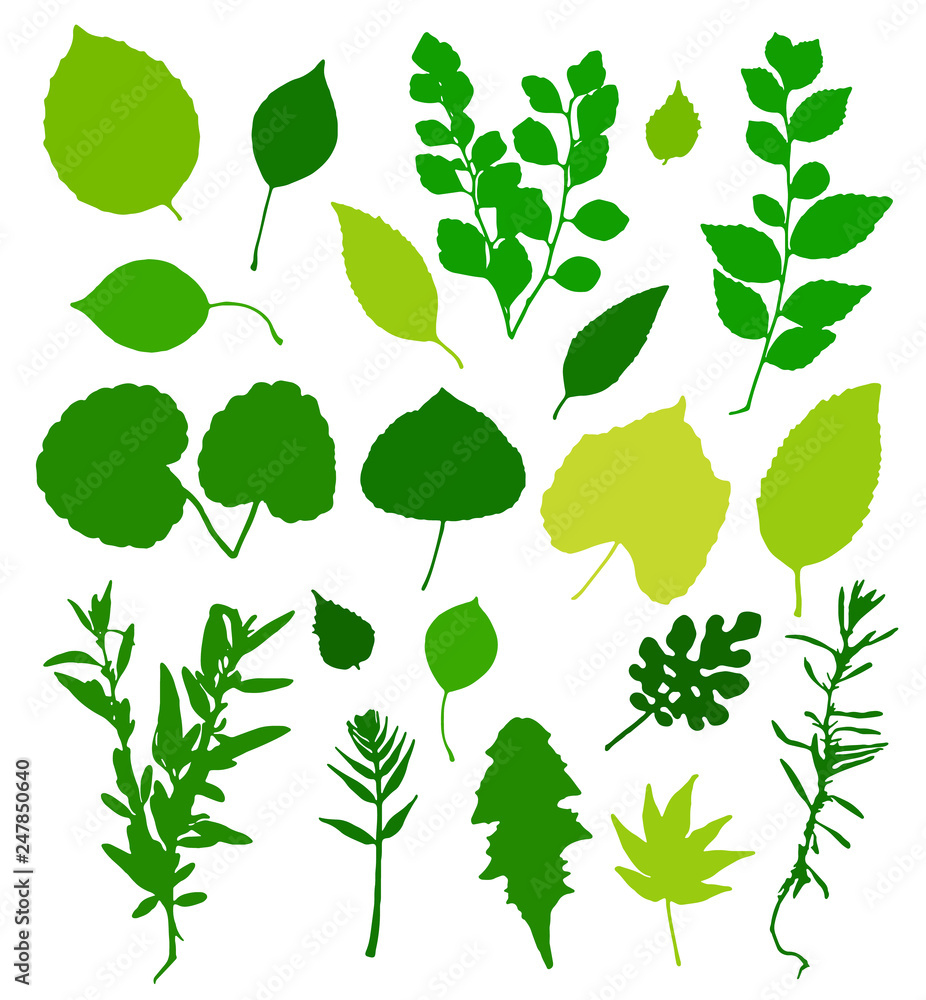 Green leaves silhouettes set isolated on white background. Vector illustration