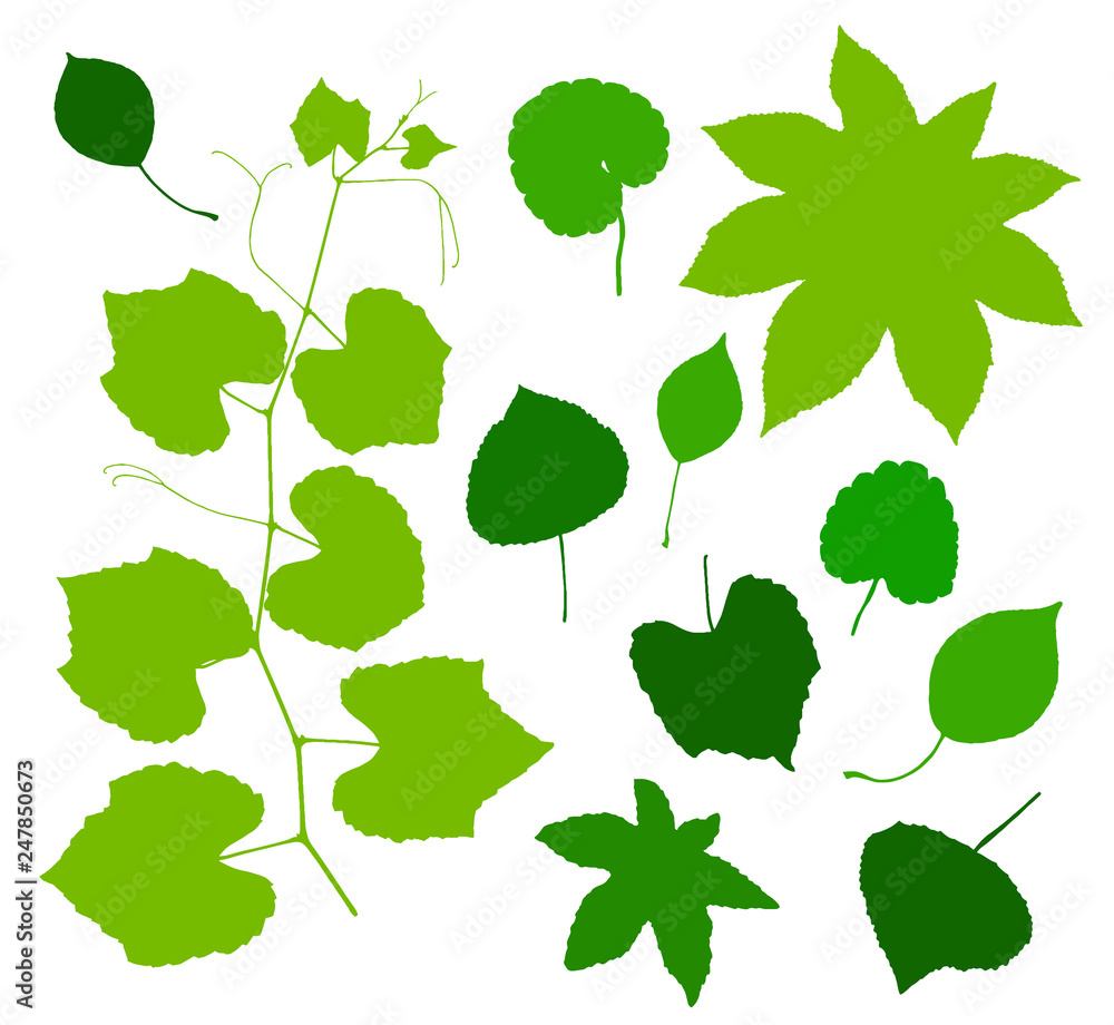 Green leaves set isolated on white background. Vector illustration Green leaves set isolated on white background. Vector illustration