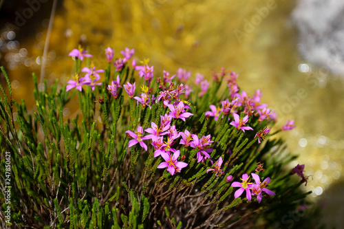 flores do cerrado brasileiro