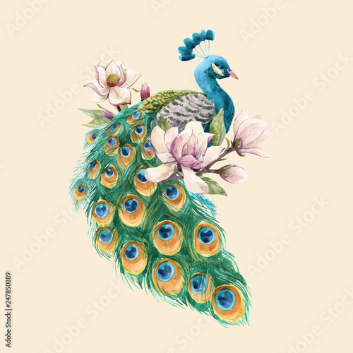 Watercolor peacock vector illustration