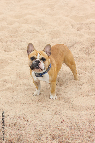 dog on the beach © Oleg