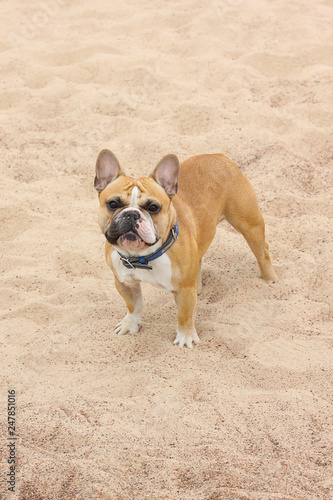 dog on the beach