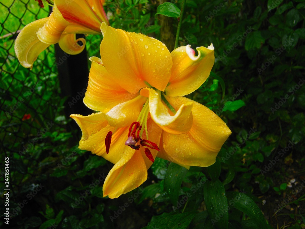 Summer yellow lily flower on green background Summer yellow lily flower on green background