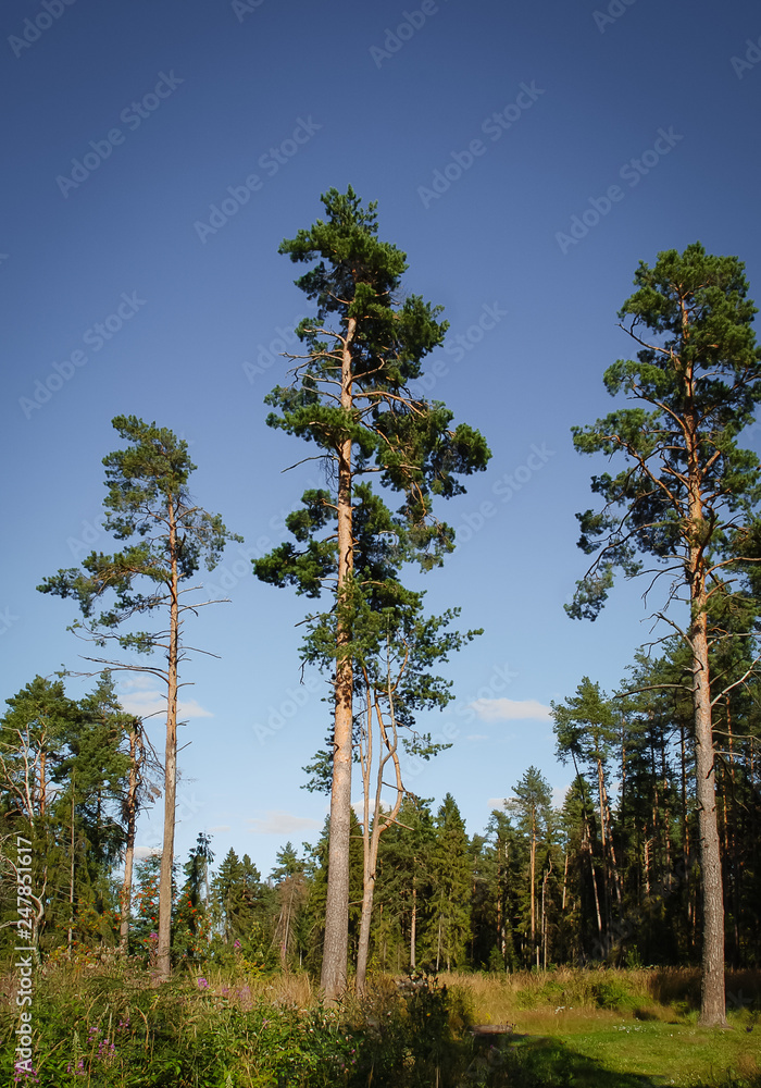 Fototapeta premium Beautiful green forest picture with a trees