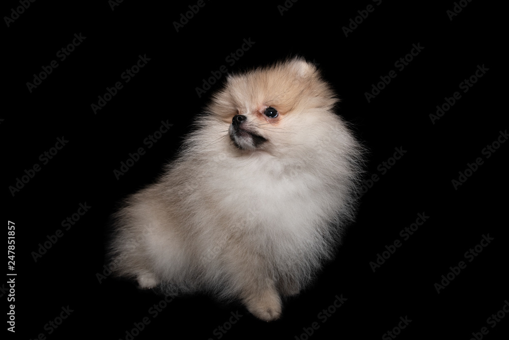 Front view of a sitting pomeranian spitz isolated on a black background Front view of a sitting pomeranian spitz isolated on a black background