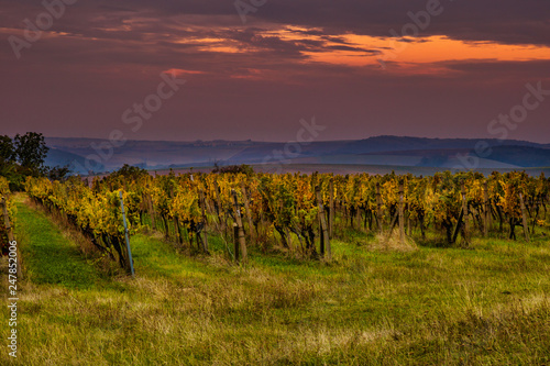 Sunrise over the vineyards of South Moravia