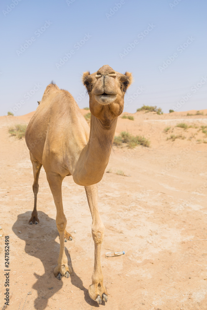 Wild Camels In The Hot Dry Middle Eastern Desert Desert Animals In An