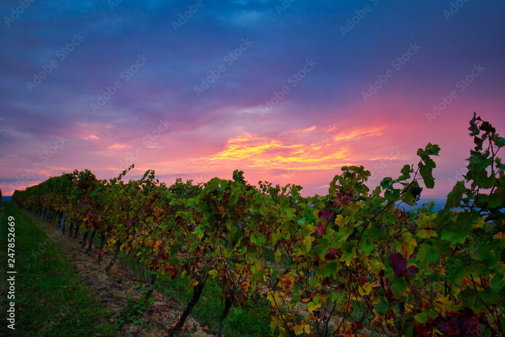 Autumn morning in colorful vineyards in South Moravia