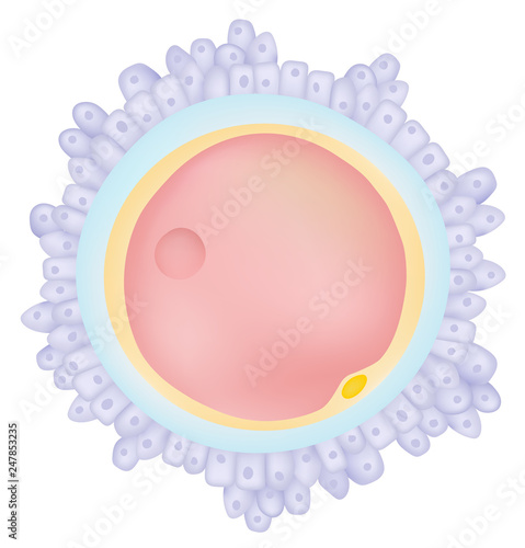 The egg cell - Ovum 