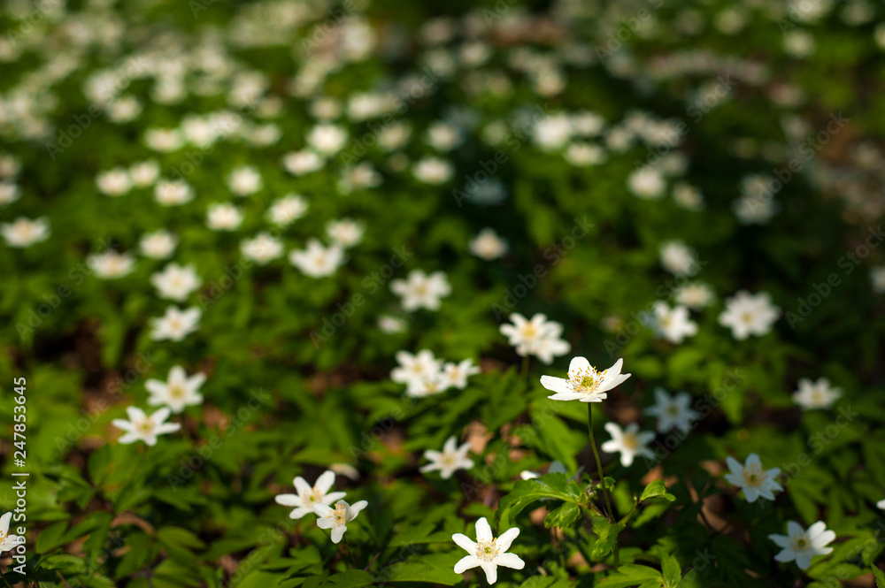 Anemone nemorosa flower in the forest in the sunny day. Wood anemone, windflower, thimbleweed. Fabulous green forest with blue and white flowers. Beautiful summer forest landscape. Anemone nemorosa flower in the forest in the sunny day. Wood anemone, windflower, thimbleweed. Fabulous green forest with blue and white flowers. Beautiful summer forest landscape.