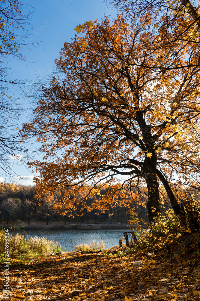 Fototapeta premium autumn lake