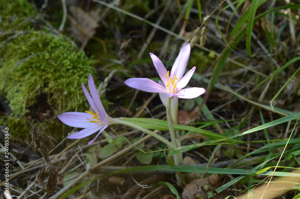 Blooming Colchicum autumnale in wild habitat in forest. Czechia, Central Moravia Blooming Colchicum autumnale in wild habitat in forest. Czechia, Central Moravia