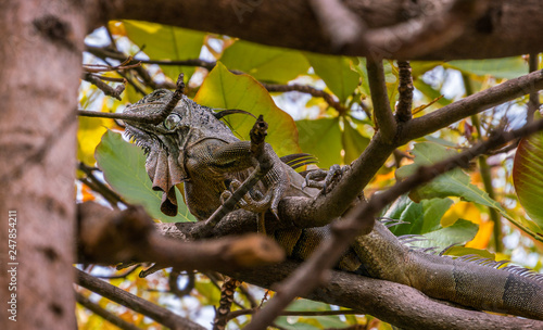 Iguana, lizard perched on a branch in a tree on a city street in Puerto Vallarta, Mexico. photo