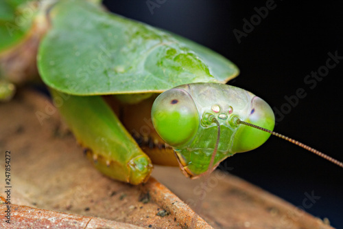 Closeup Portrait of a juvenile hooded praying mantis on rotten red and brown leaf looking into the camera showing compound eyes. Dorsal view showing the hood. 