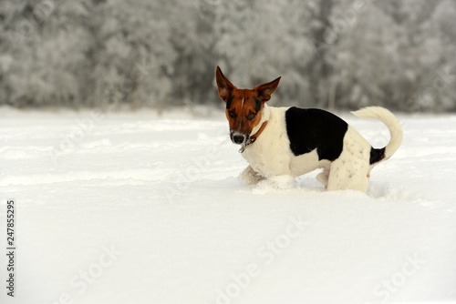 Im Tiefschnee. Drei farbiger Terrier springt durch Neuschnee