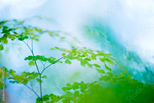 Maidenhair fern (Adiantum raddianum) photo