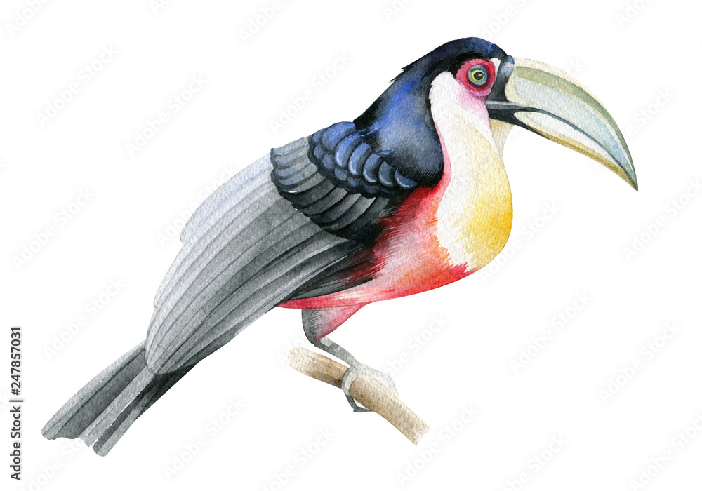 Fototapeta premium Toucan bird Watercolor drawing. Isolated object on white background.