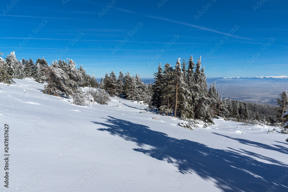 Amazing winter landscape of Vitosha Mountain, Sofia City Region, Bulgaria Amazing winter landscape of Vitosha Mountain, Sofia City Region, Bulgaria