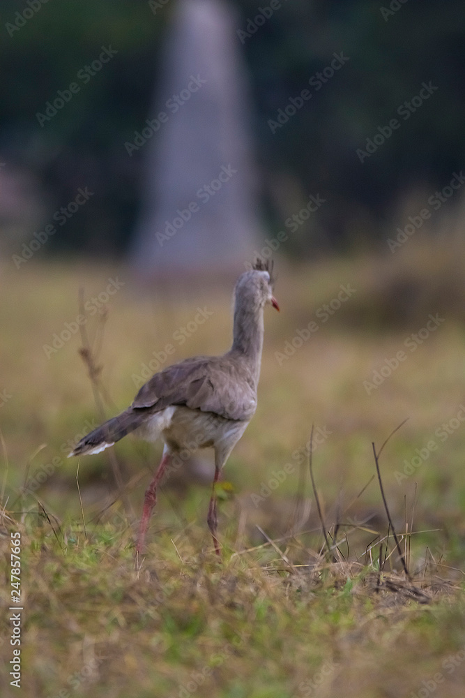 Red legged Seriema, Pantanal , Brazil Red legged Seriema, Pantanal , Brazil