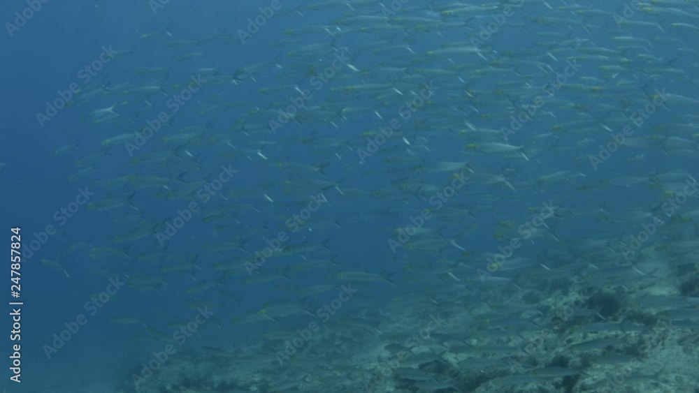 Baitball, Sea of Cortés, Baja California Sur. Mexico. Baitball, Sea of Cortés, Baja California Sur. Mexico.