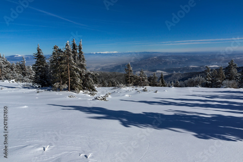 Amazing winter landscape of Vitosha Mountain, Sofia City Region, Bulgaria