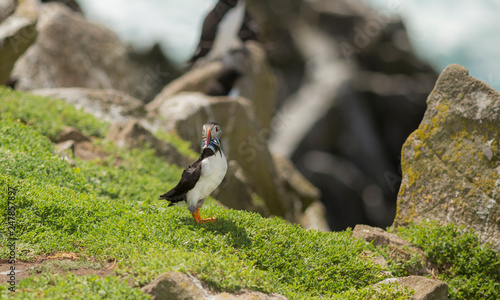 Fotografija Atlantic Puffin