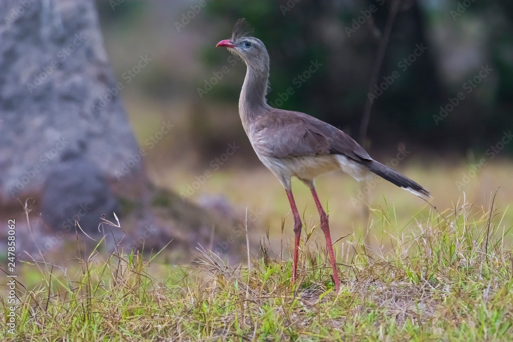 Obraz premium Red legged Seriema, Pantanal , Brazil