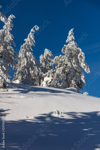 Amazing winter landscape of Vitosha Mountain  Sofia City Region  Bulgaria