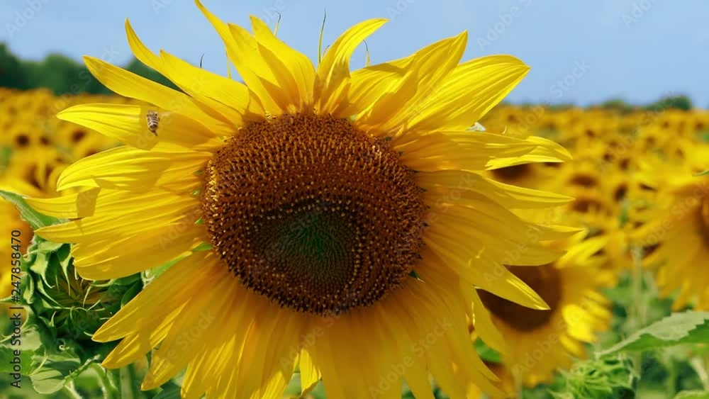 The bee collects nectar honey on sunflower and flies aw Harvest of sunflower seeds in big yellow colors in the field at sunlight in the afternoon. Farm. Summer day. Environmentally friendly production The bee collects nectar honey on sunflower and flies aw Harvest of sunflower seeds in big yellow colors in the field at sunlight in the afternoon. Farm. Summer day. Environmentally friendly production