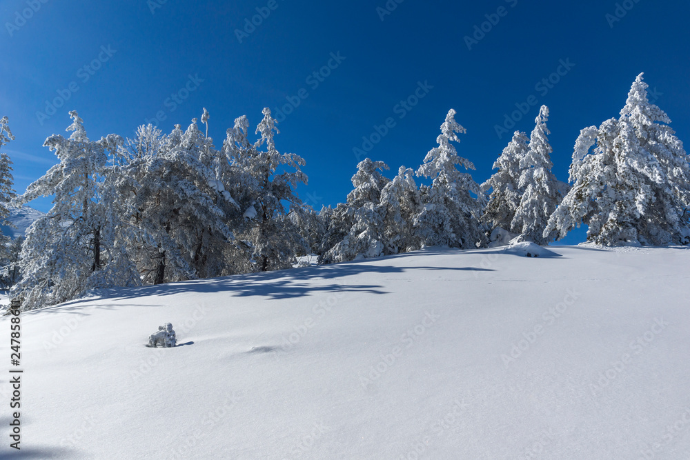 Amazing winter landscape of Vitosha Mountain, Sofia City Region, Bulgaria