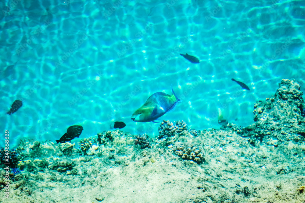 Fototapeta premium Beautiful reef fish on sea background