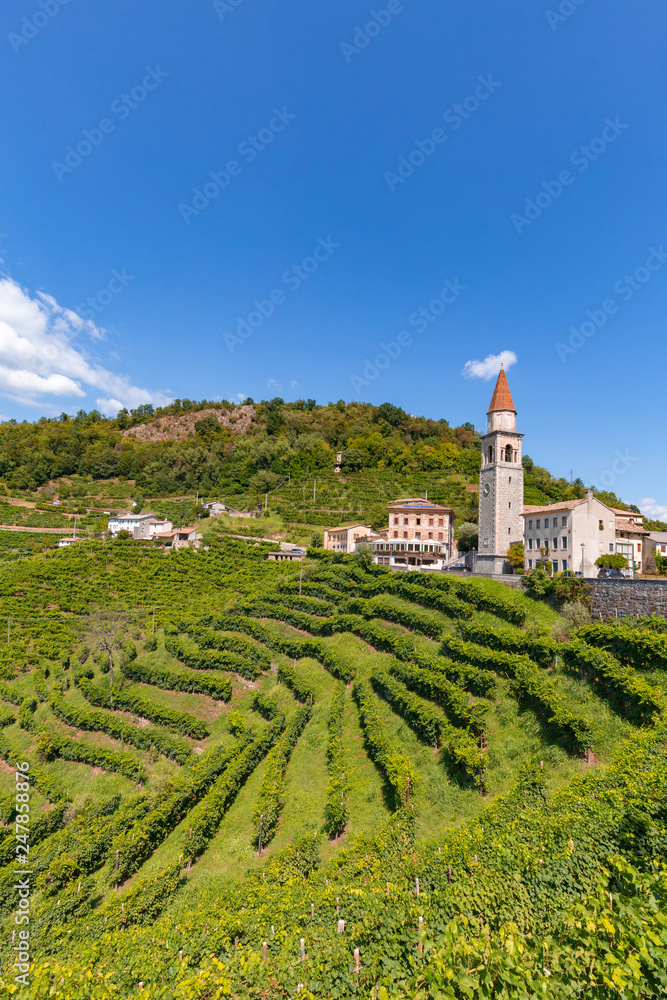 Vigne di Prosecco nelle colline di Rollè - Valdobbiadene, Veneto.