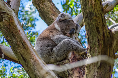 Photography A koala sleeping in a eucalyptus tree