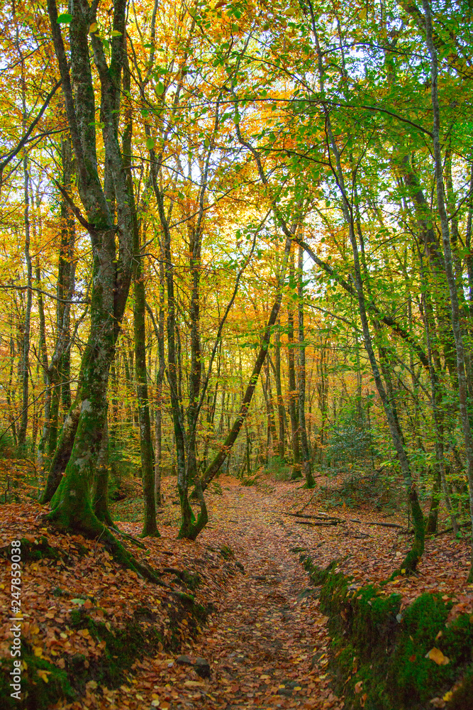 Naklejka premium Forêt d'automne