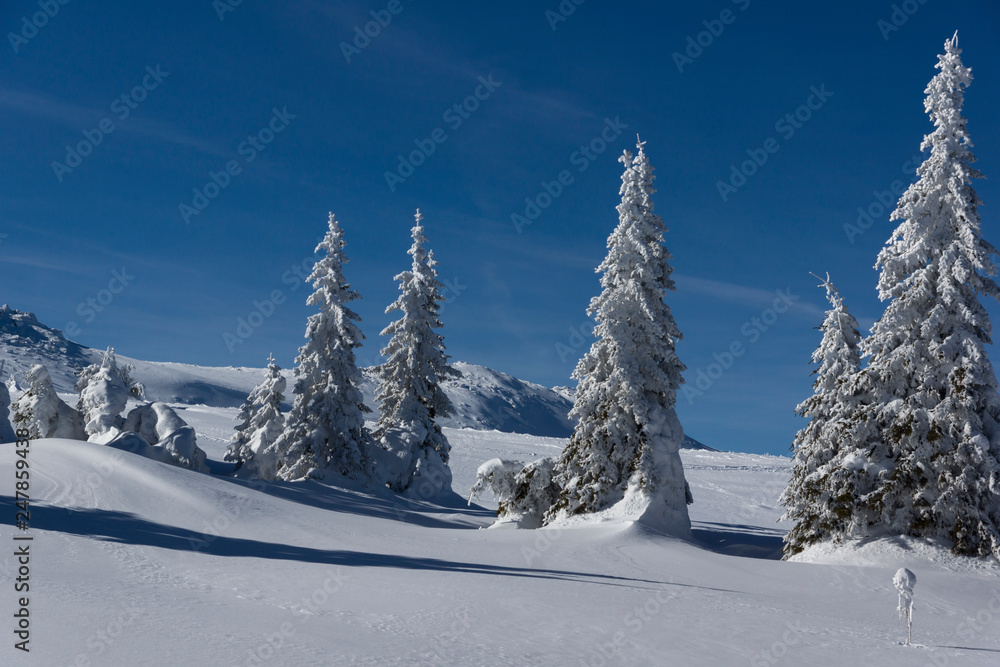 Fototapeta premium Amazing winter landscape of Vitosha Mountain, Sofia City Region, Bulgaria
