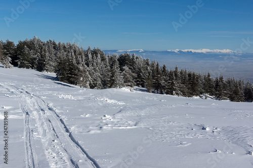Amazing winter landscape of Vitosha Mountain, Sofia City Region, Bulgaria