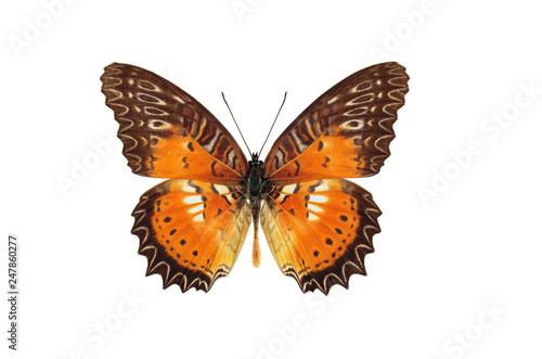 Tropical brown red butterfly from Indonesia (Red Lacewing, Cethosia biblis) isolated on white background