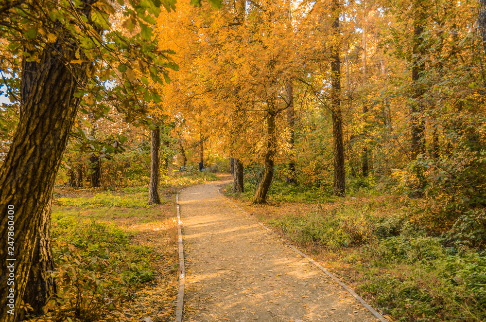 Obraz premium Path leads deep into the autumn forest
