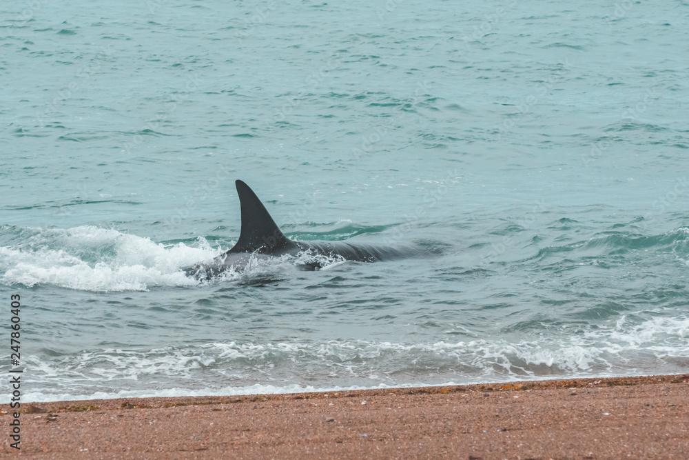 Obraz premium Orcas hunting sea lions, Patagonia , Argentina