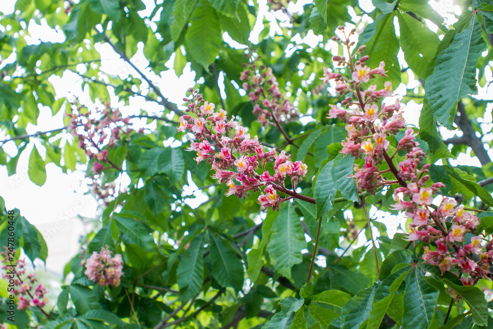 Obraz premium Lilac bush on a branch with green leaves in summer on a clear day