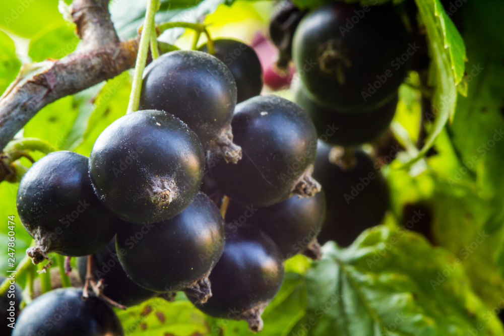 Black currant on a branch with large berries in the summer against the background of green leaves on a clear day Black currant on a branch with large berries in the summer against the background of green leaves on a clear day