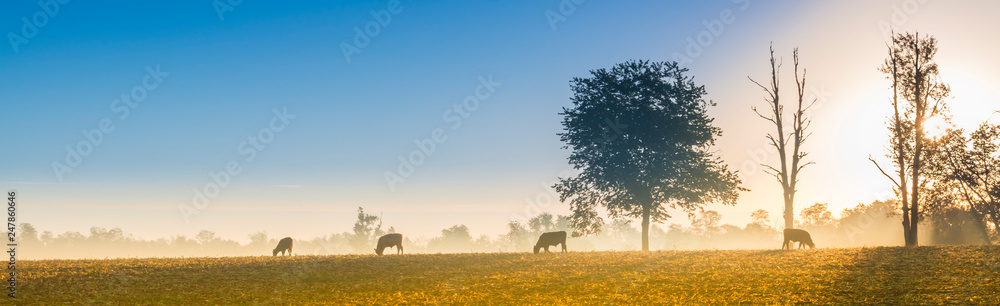 Cows Feeding at Sunrise