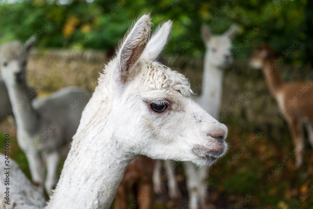Cute and Sheared Lllamas in English countryside. Cute and Sheared Lllamas in English countryside.