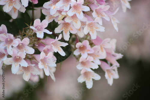 blooming cherry tree