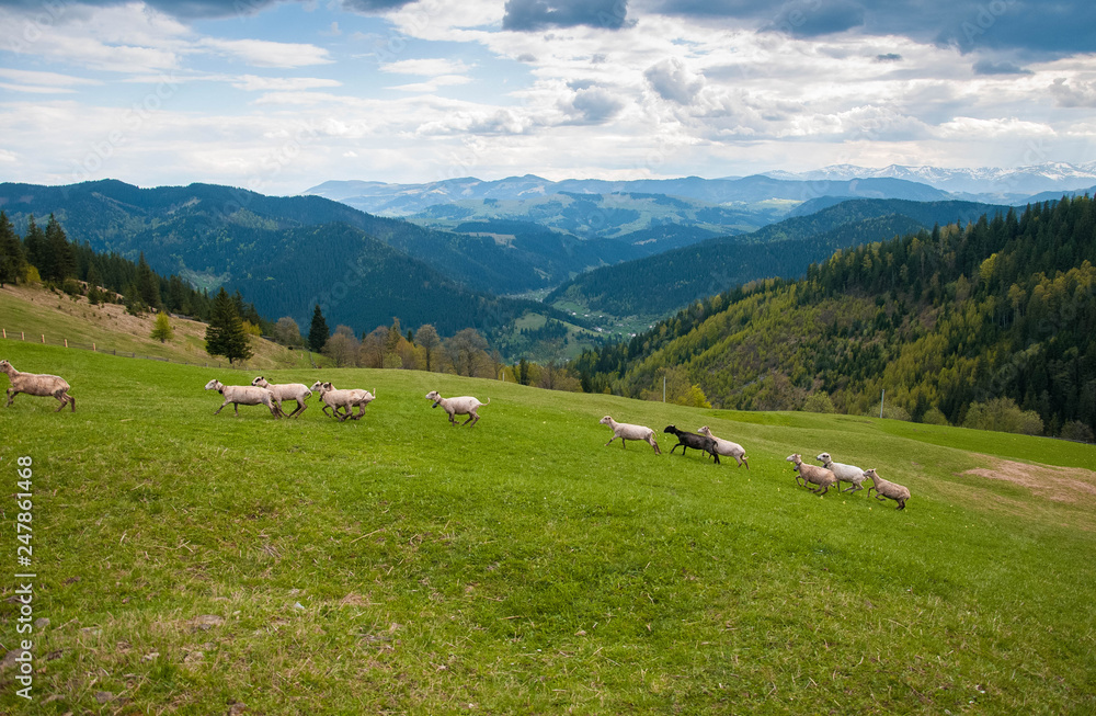 Carpathians, Ukraine. Journey in the mountains. Hiking Travel Lifestyle concept beautiful mountains landscape on background Summer vacations activity outdoor. Flock of sheep in the carpathians.