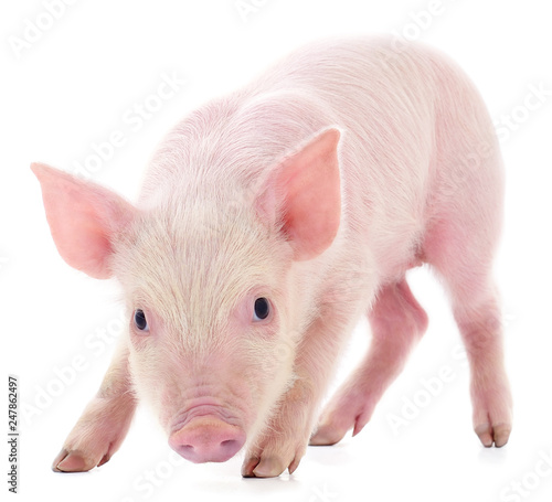 Small pink pig isolated.