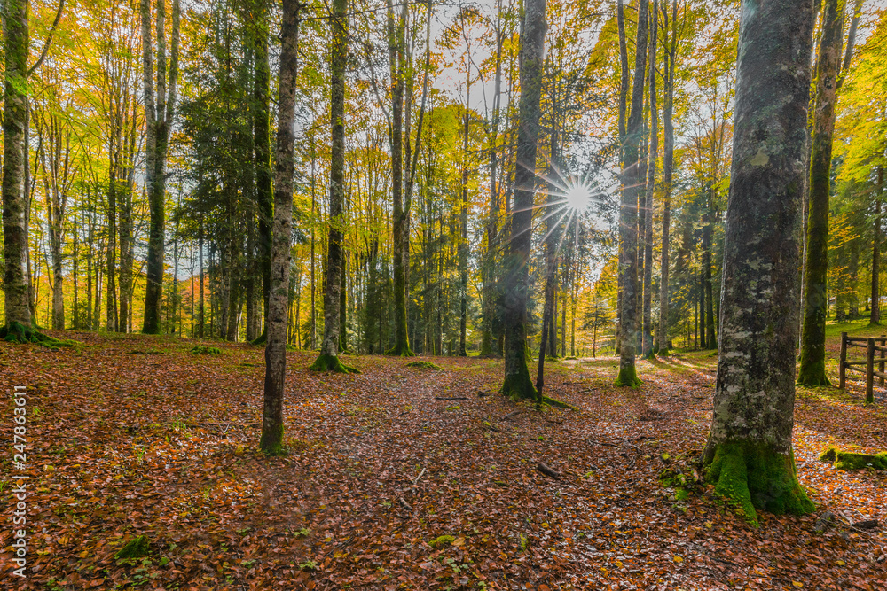 Nebbia tra gli alberi nel sottobosco del Cansiglio, Veneto, Italia