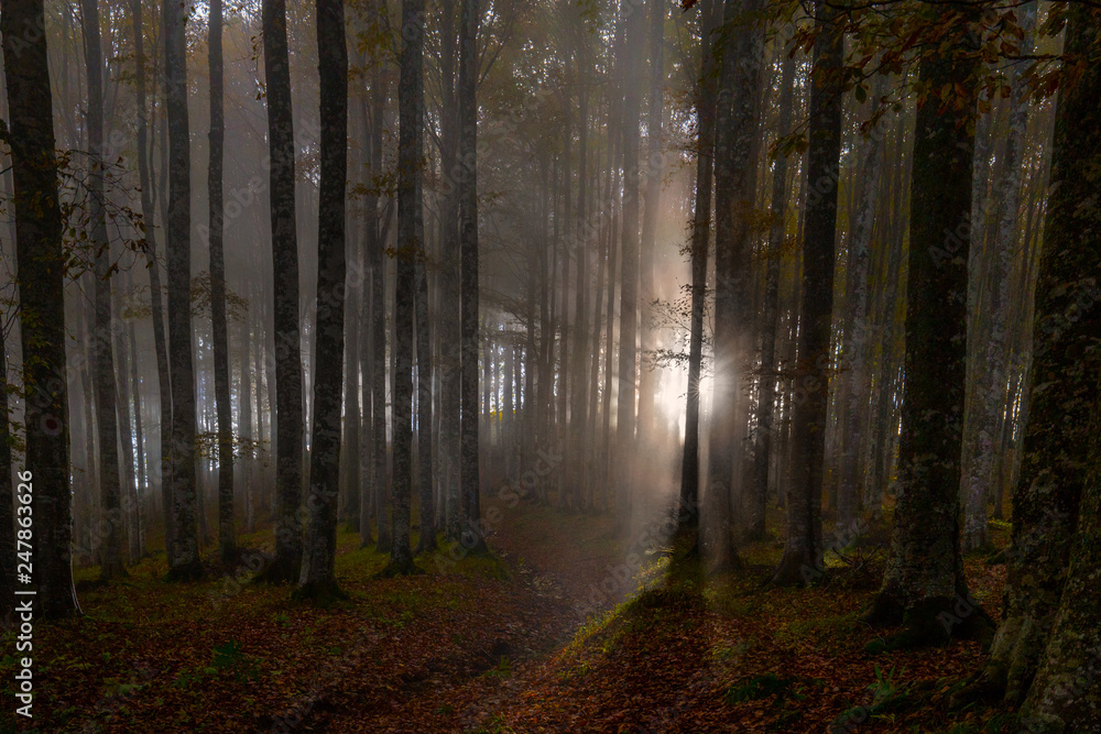 Nebbia tra gli alberi nel sottobosco del Cansiglio, Veneto, Italia