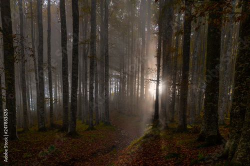 Nebbia tra gli alberi nel sottobosco del Cansiglio, Veneto, Italia