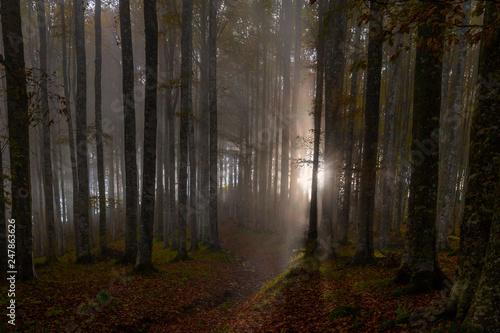 Obraz na płótnie Nebbia tra gli alberi nel sottobosco del Cansiglio, Veneto, Italia w salonie